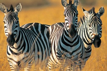 Zebras (2) copy_0a289_md.jpg
